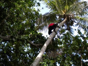 Animátor Solo leze na strom pro kokosy.