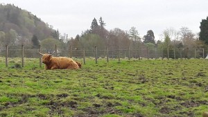 Vlasaté krávy jsou typické pro Skotsko